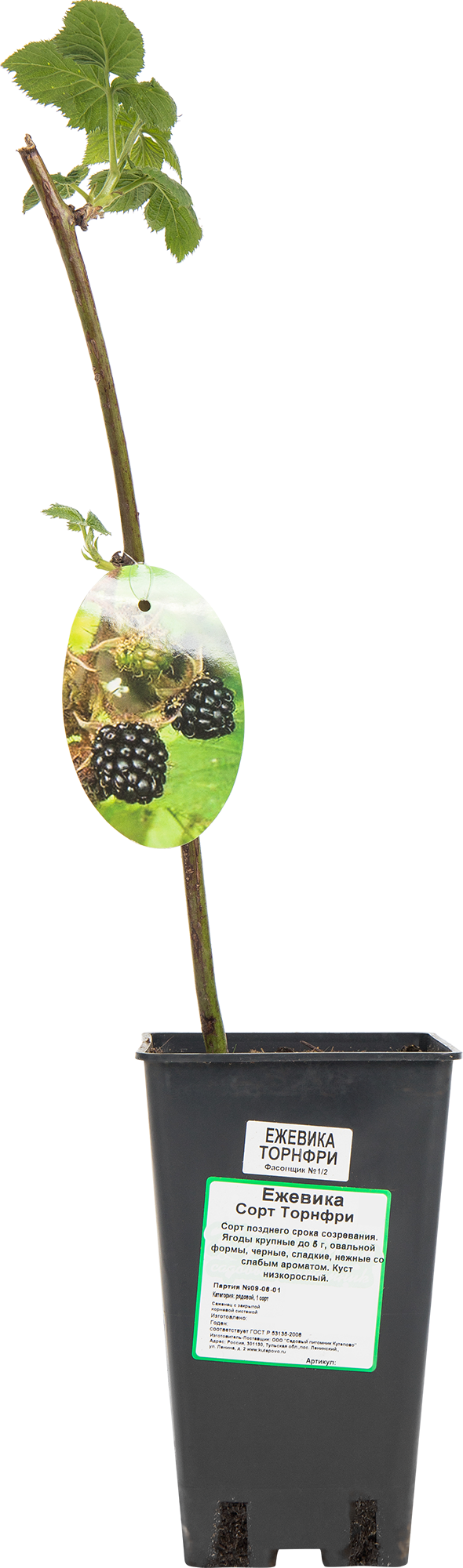 Саженец ежевики Торнфри C2 50 см 82597069 Santreyd STLM-0030985 - Вид №2
