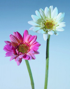 4214 510 a2 Искусственная гербера, 23 см, роза H-andreas