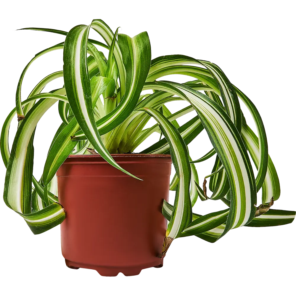 Santreyd Хлорофитум Бонни — изящный комнатный цветок с закрученными листьями 89296608 STLM-0958230