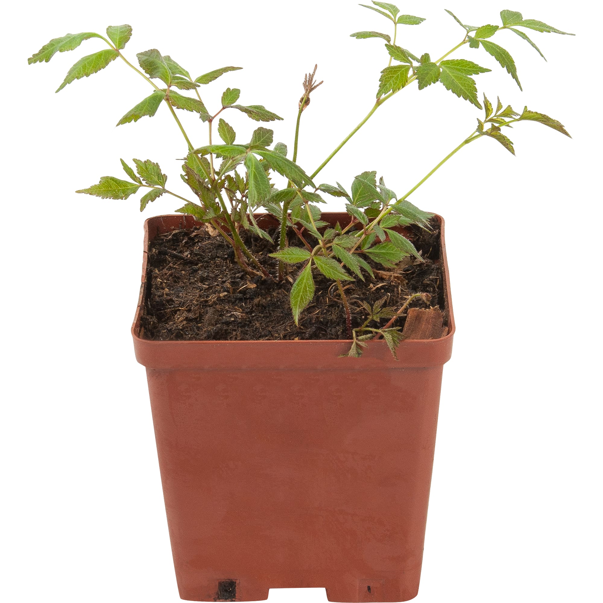 81954862 Астильба арендса С1 «Аметист» Santreyd 