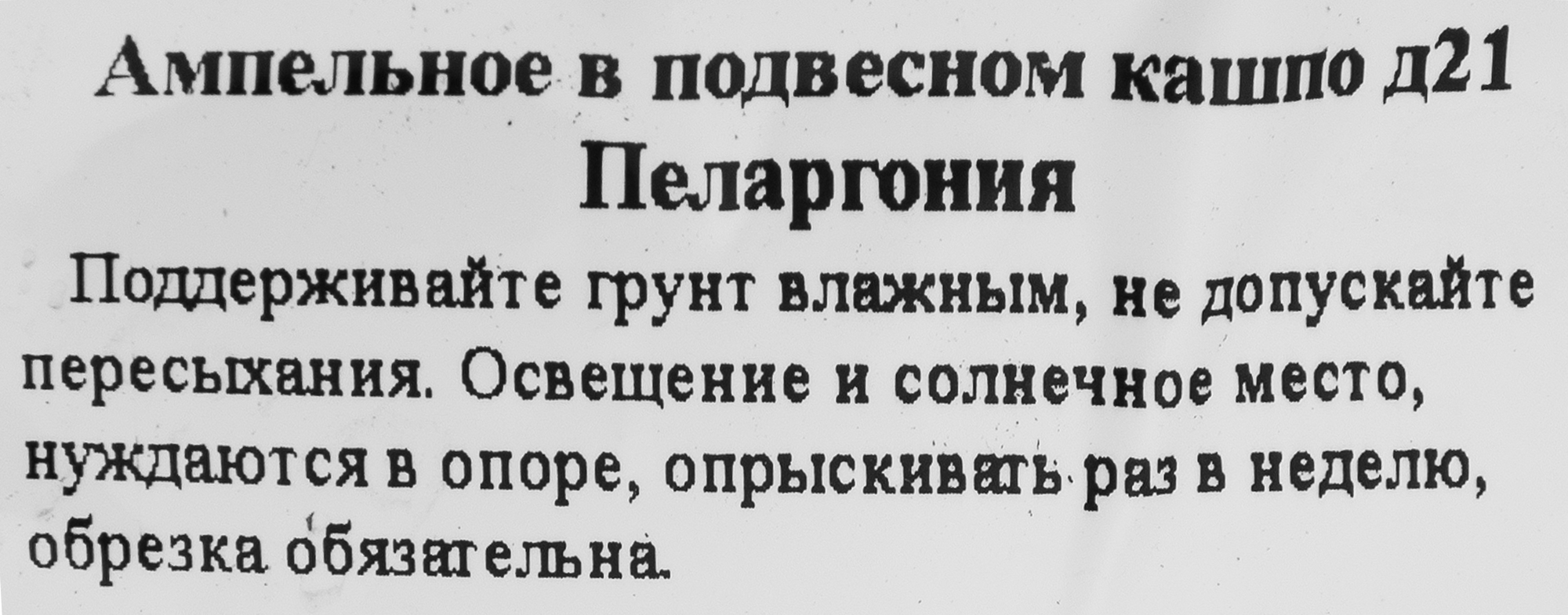Пеларгония Santreyd в кашпо - цветущее украшение для дома и сада 83248503 STLM-0039966 - Вид №2