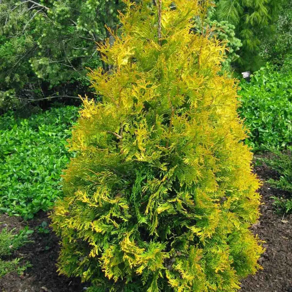 Santreyd Туя западная Еллоу Риббон - золотистый хвойный акцент для сада 89363754 STLM-0952204