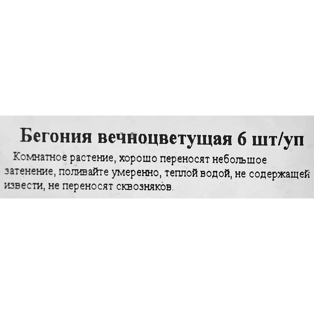 Рассада Бегония вечноцветущая h15 см, 6 шт. 83248300 STLM-2071100 Santreyd  - Вид №1