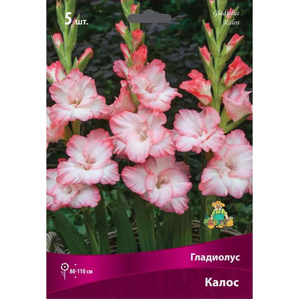 Гладиолус крупноцветковый Калос луковица 12/14 ПОИСК STLM-2051207