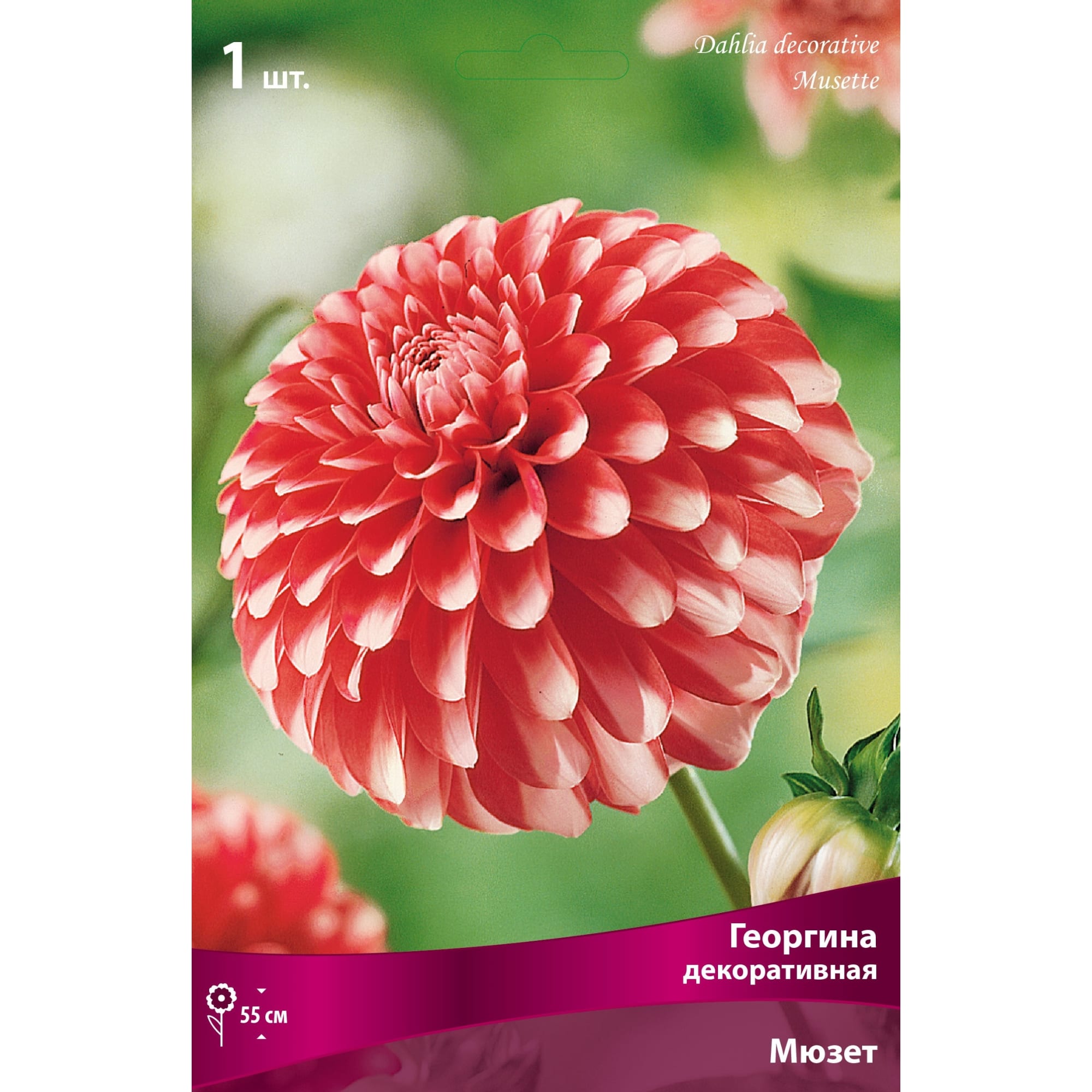 82530128 Георгины декоративные Мюзетт Santreyd 