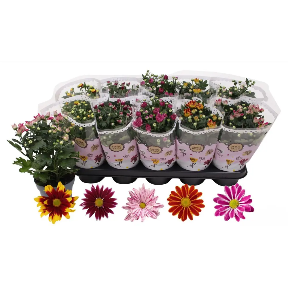 Хризантема Спэшл двухцветная микс ø12 h25 см 89441619 STLM-2190764 Santreyd 