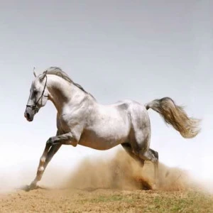 WP01152 Фотообои Verol Фотообои decoline 1х1 м