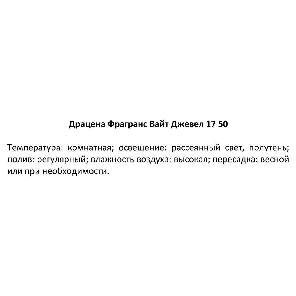 Драцена Фрагранс Вайт Джевел ø17 h40-50 см 85324836 STLM-2124165 Santreyd  - Вид №4