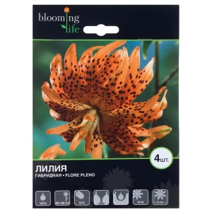 Лилия Гибридная Флоре Плено 16/18 13915912 STLM-2110960