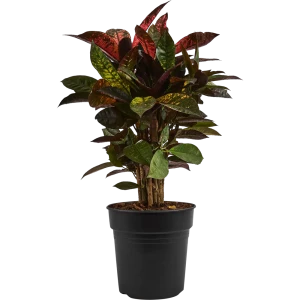 Santreyd Кодиеум Миссис Айстон — живая картина в вашем интерьере 87819668