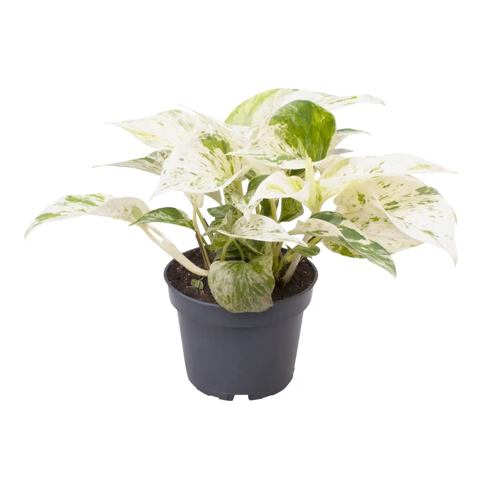 Santreyd Сциндапсус Марбл Квин — мраморная королева в вашем интерьере 89355843 STLM-1508022