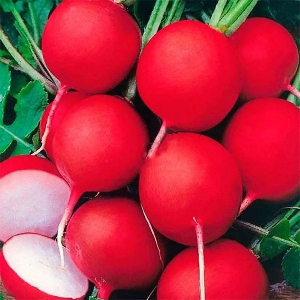 AGRONI Редис Сакса - холодостойкий сорт с сочной мякотью 17251025