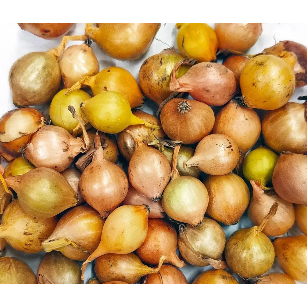 Лук-севок Штуттгартер ризен 0.5 кг Santreyd STLM-2023892 - Вид №2