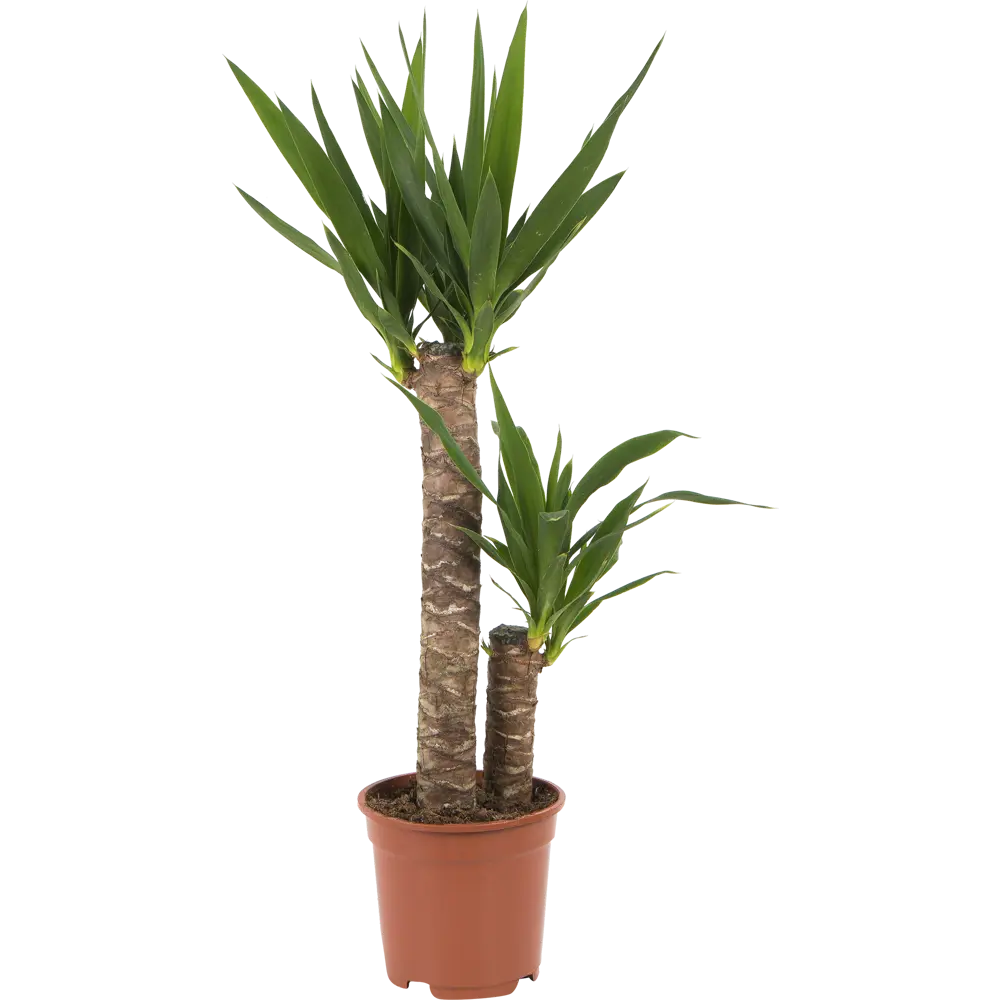 Santreyd Юкка элефантис — экзотическое украшение интерьера 15745401 STLM-0006292