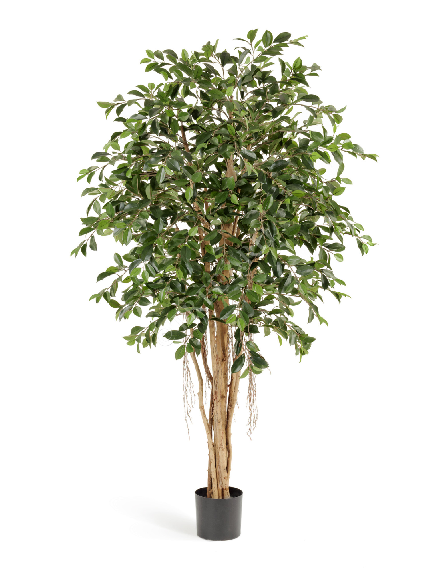 10.32907N Фикус Ретуса Цветочная коллекция 