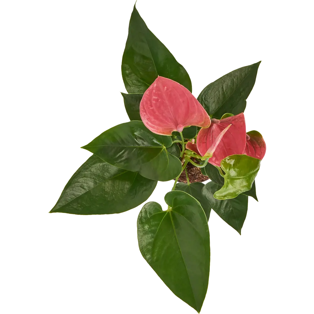 Santreyd Антуриум Чемпион - вечноцветущее тропическое чудо 83738761 STLM-0044147 - Вид №1