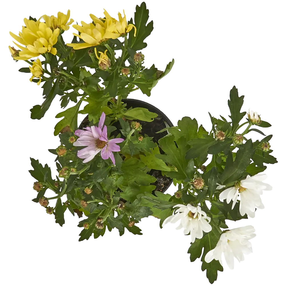 Santreyd Хризантема Карнавал - комнатное цветущее растение в горшке 82399759 STLM-0026505 - Вид №1