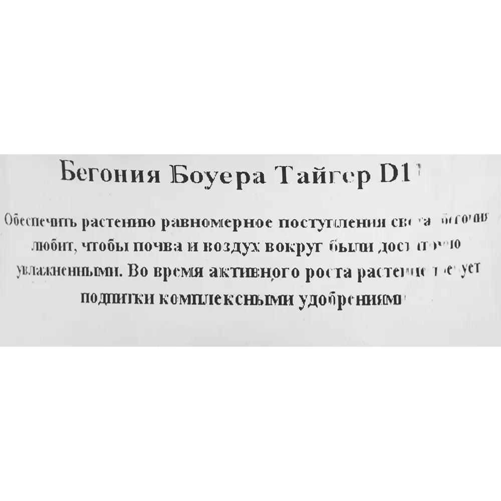 Бегония Боуэра горшок 11 см 82649982 STLM-2081837 Santreyd  - Вид №1