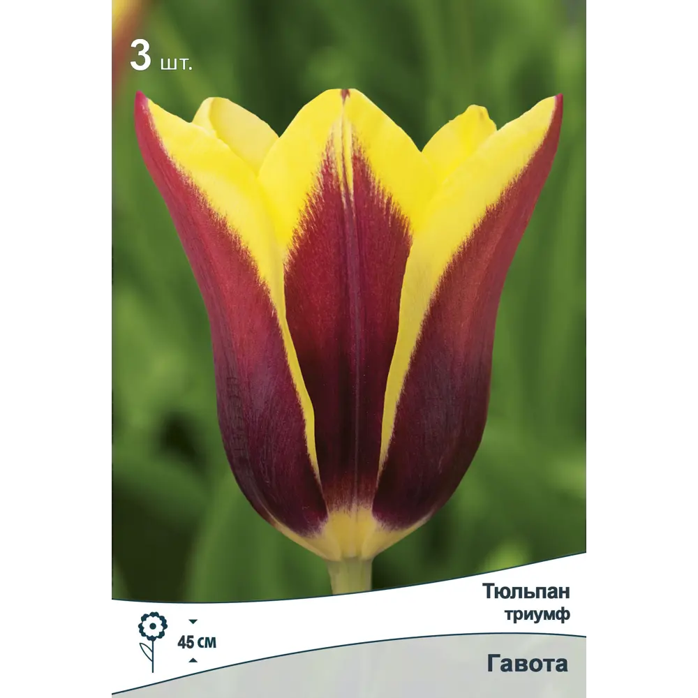 Тюльпан Триумф Гавота ПОИСК - розовый с белой каймой, 3 луковицы 89381365 STLM-1563187