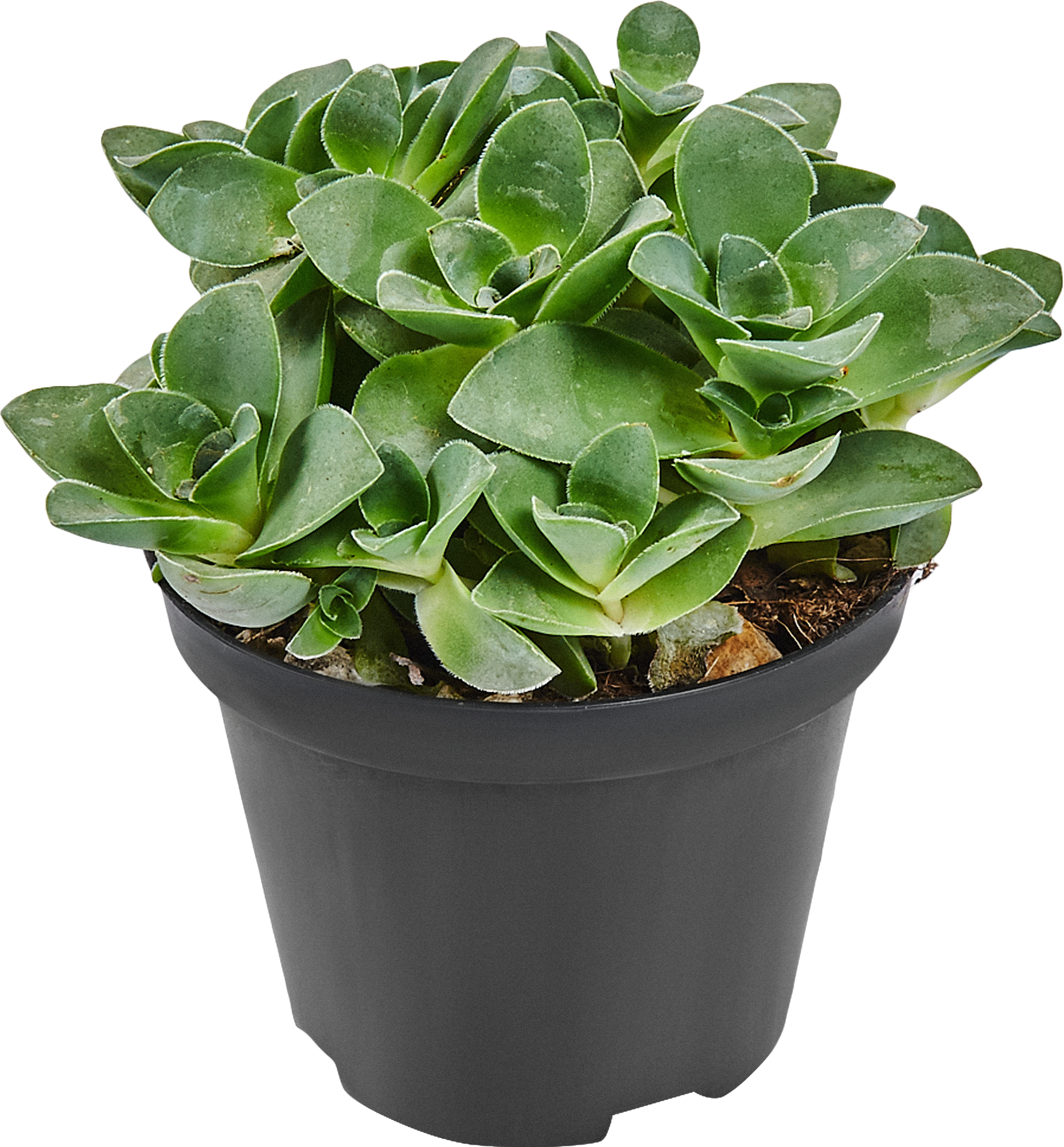 Суккулент микс Santreyd - набор комнатных растений для интерьера 82894902 STLM-0037680 - Вид №3