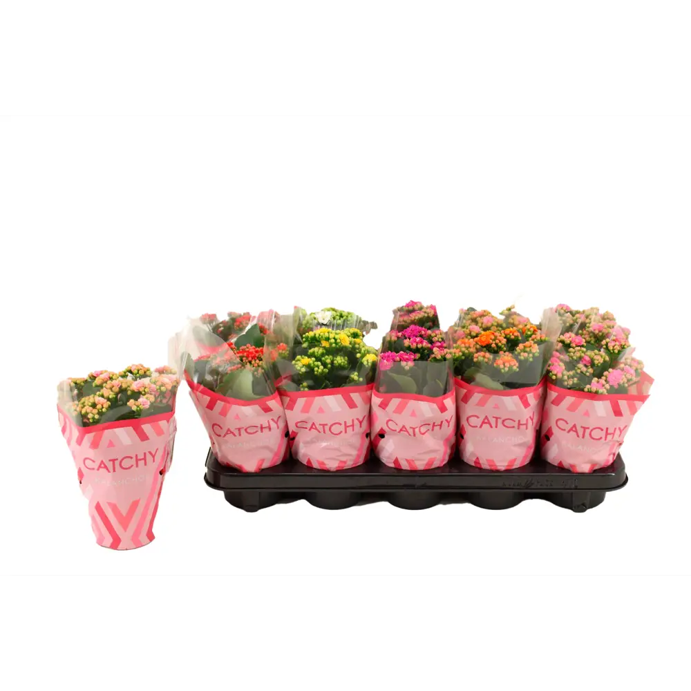 Каланхоэ Розалина Дабл Кэтчи - цветущее комнатное растение ø10.5 см 89434683 Santreyd STLM-1583153