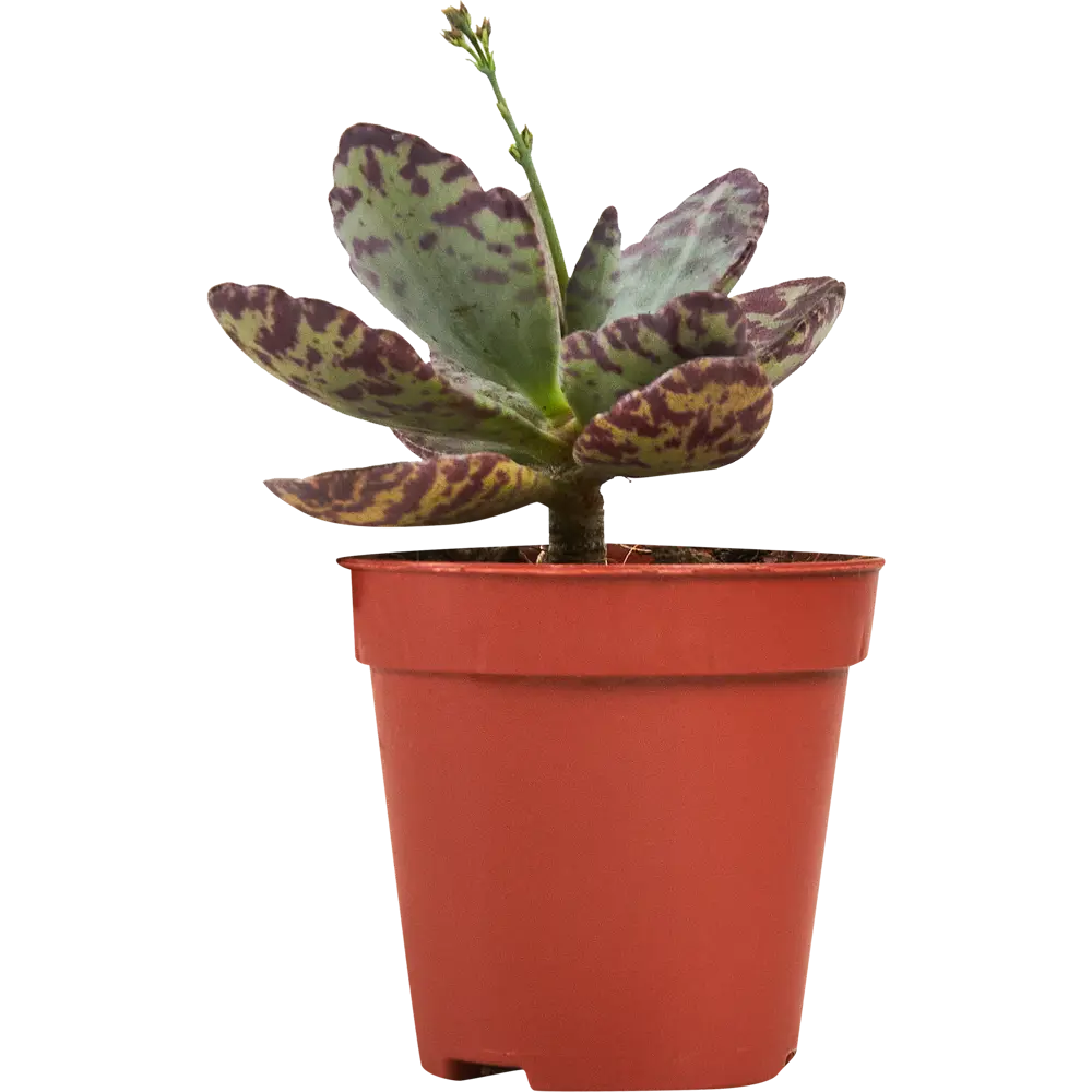 Santreyd Каланхое Зебра — комнатное растение с полосатыми листьями 87819688 STLM-0951605 - Вид №1