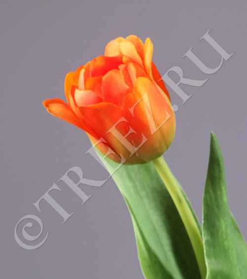 30.0613150OR Тюльпан Даймонд оранжевый Цветочная коллекция  - Вид №1