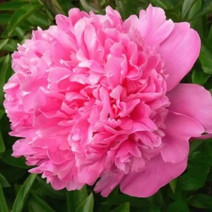 Пион «Alexander Fleming I» 13912412 STLM-2104205
