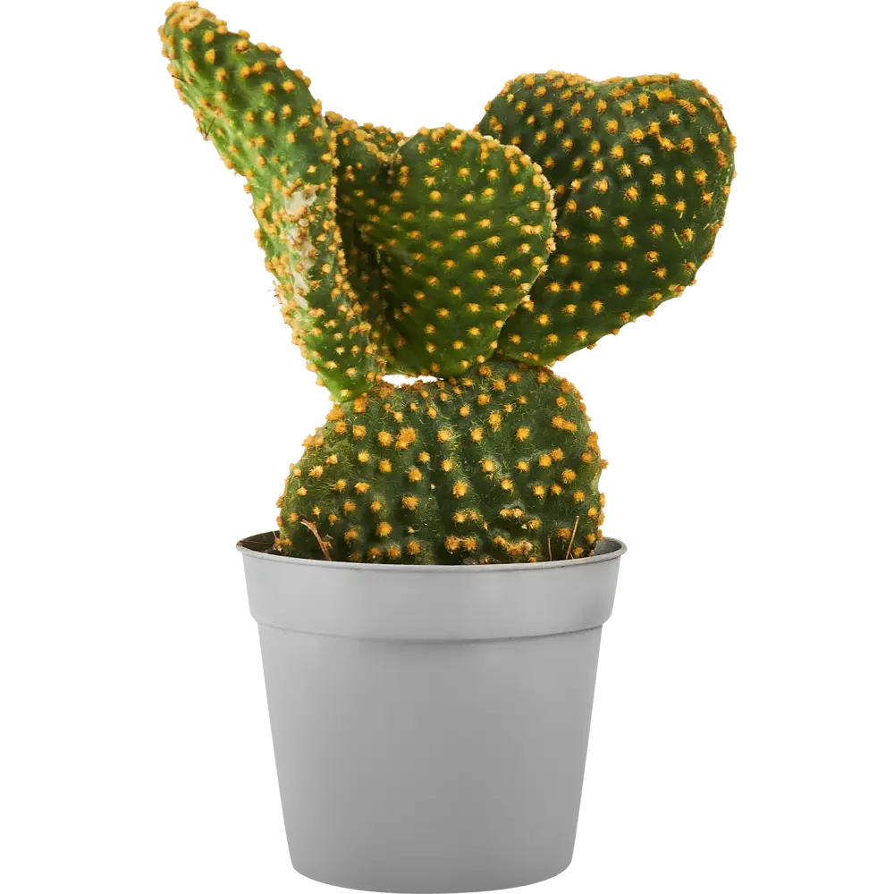 Santreyd Микс кактусов и суккулентов в горшке 88477123 STLM-0077753 - Вид №2