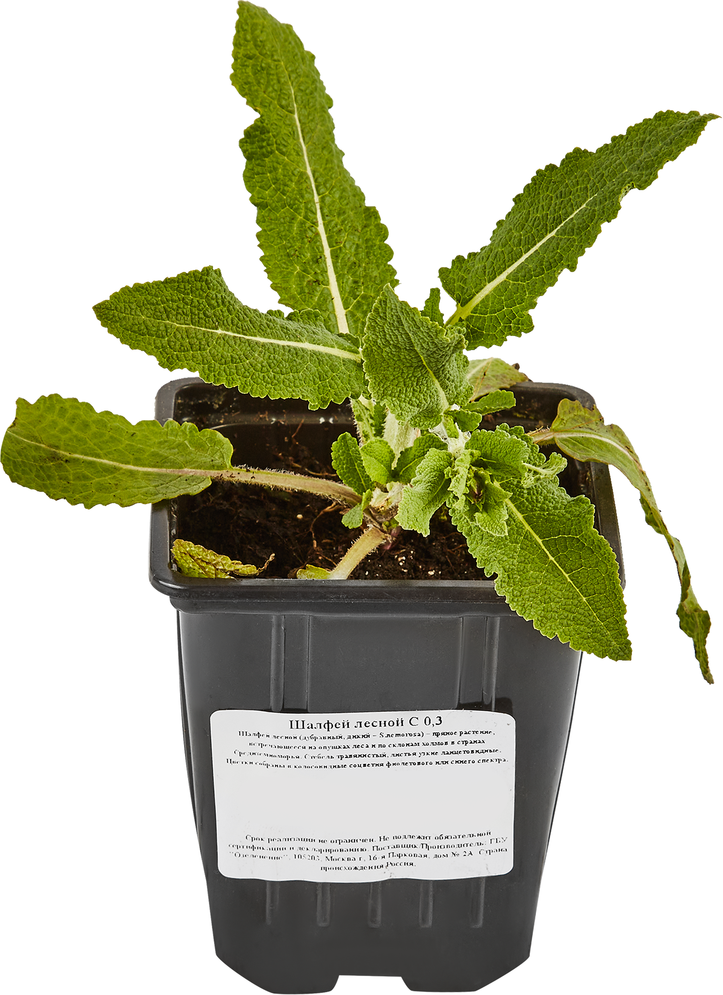 Шалфей лесной Santreyd - ароматная многолетняя рассада с сиреневыми соцветиями 84845152