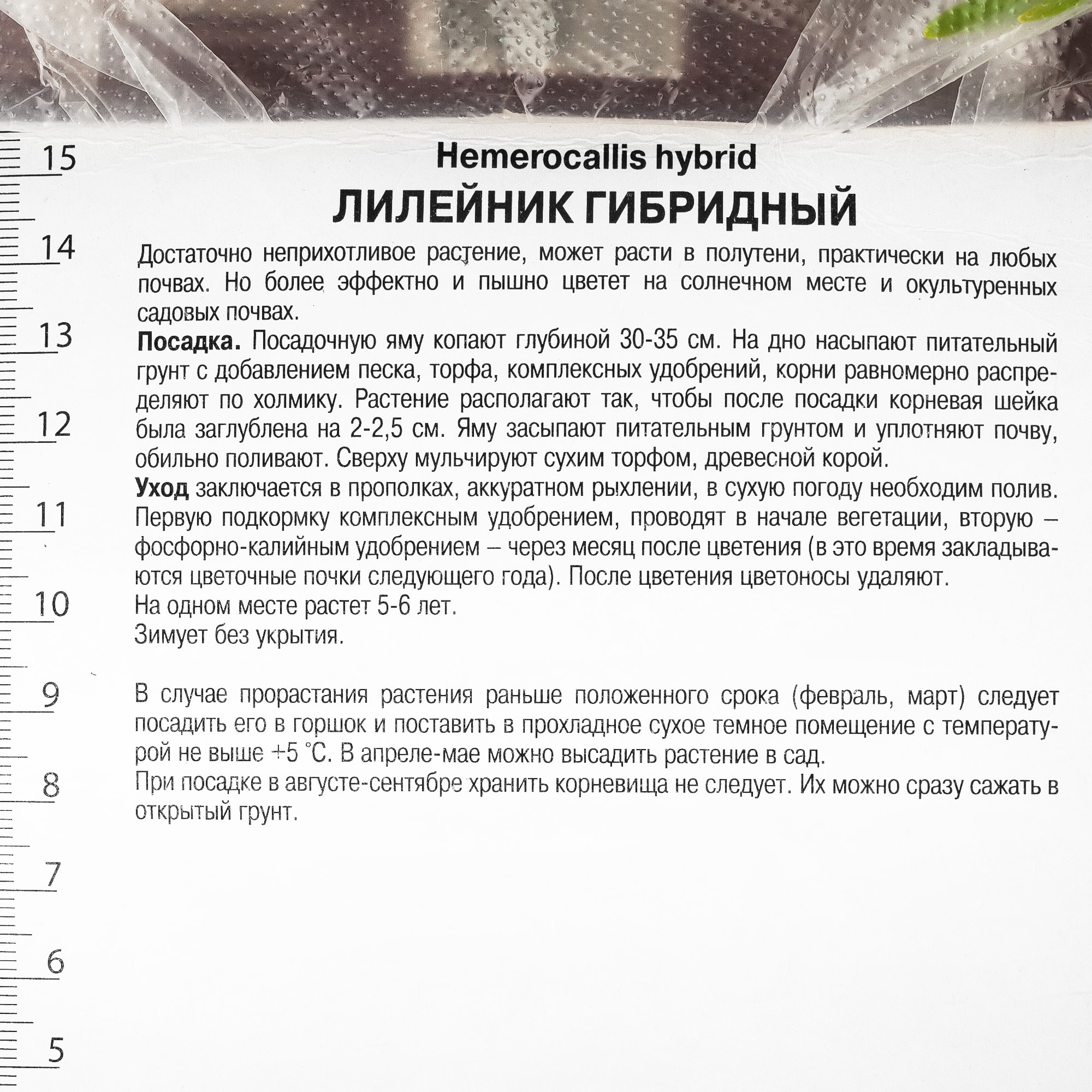 82118728 Лилейник гибридный «Литтл Анна Роза», 1 шт Santreyd  - Вид №1