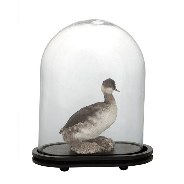 Статуэтка декоративная стеклянная 42,5х24 см прозрачная Bell Jar Trapani EICHHOLTZ ПТИЦЫ 059701 Серый  - Вид №1