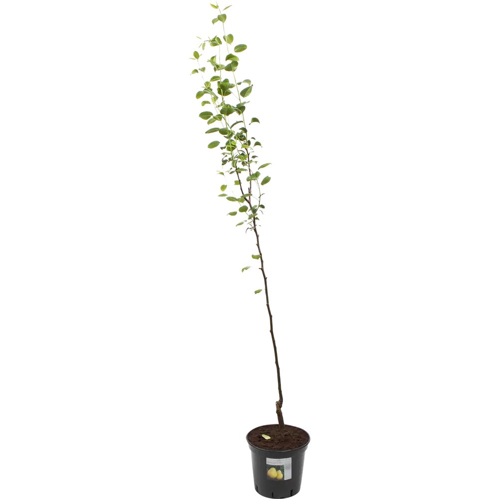 Саженец груши Осенняя Яковлева от Santreyd - морозостойкий сорт для вашего сада 82585411 STLM-0964723