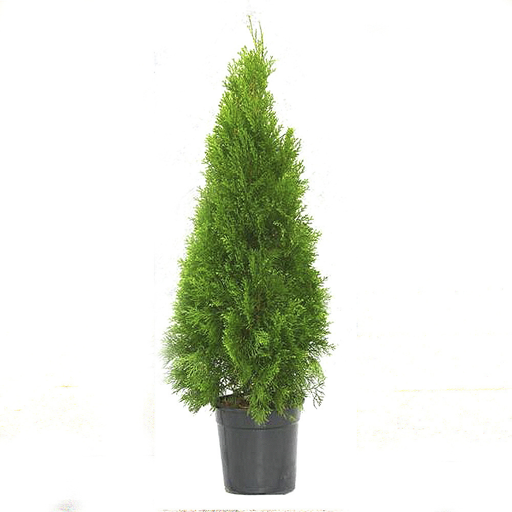 Туя западная Смарагд - саженец для живой изгороди 87691096 PLANTMARKET STLM-0075048