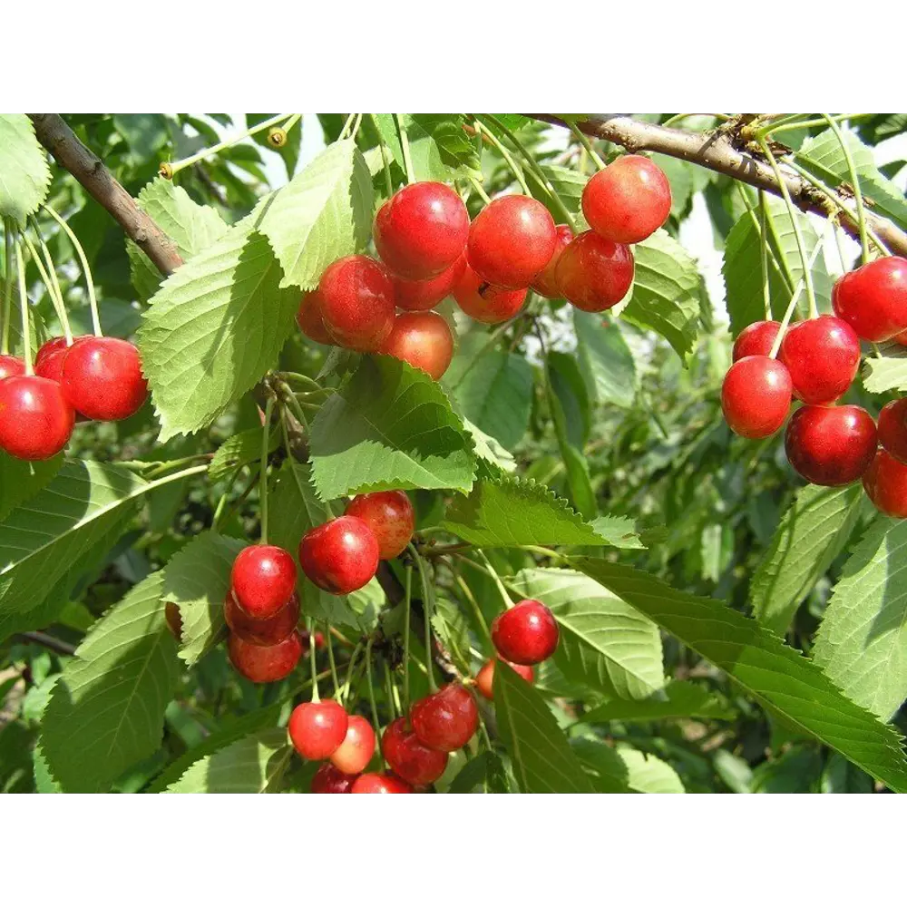 Черешня Фатеж ø20 h140 см 85608213 STLM-2189080 Santreyd 