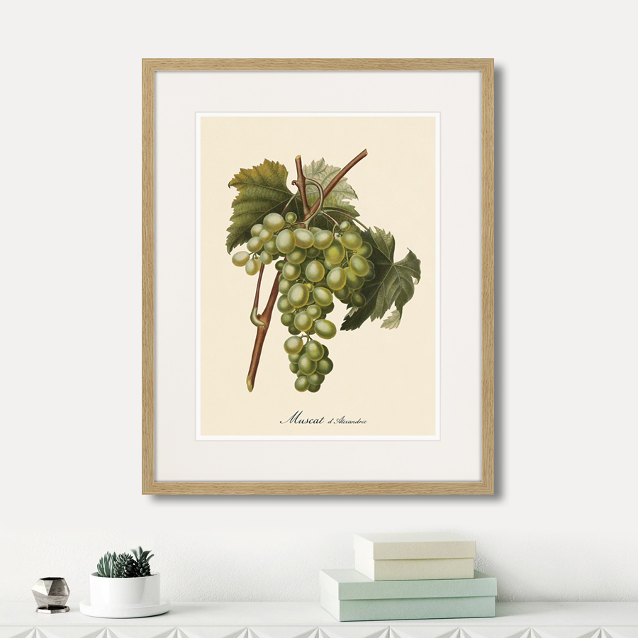 Картина Juicy fruit lithography №13-1, 1870 г., 42х52 см КАРТИНЫ В КВАРТИРУ  264433 Разноцветный  - Вид №1