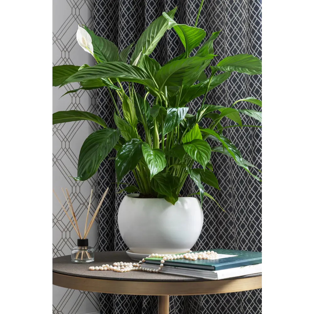 Santreyd Горшок «Адель» — керамический акцент для комнатных растений 81932591 STLM-0014178 - Вид №4