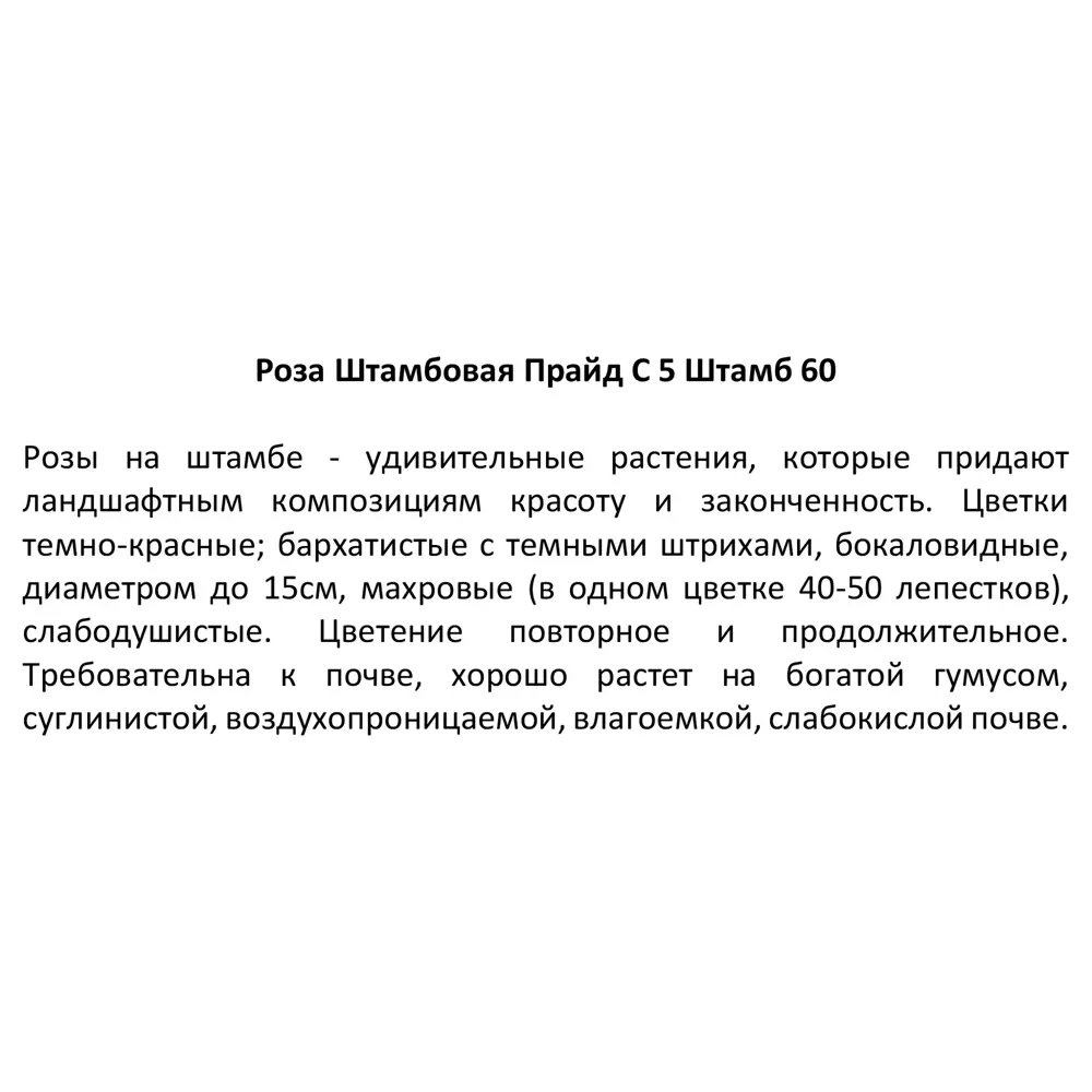 Santreyd Штамбовая роза Дворцы Мира - изысканное украшение сада 85324137 STLM-0061382 - Вид №4