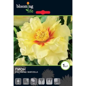 Пион ИТО-гибрид «Бартзелла» 82539397 STLM-2141255