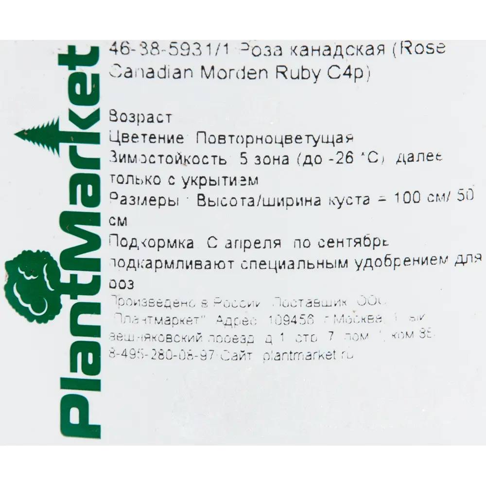 Роза канадская «Морден Руби» 19x55 см 82625096 STLM-2123226 PLANTMARKET  - Вид №1