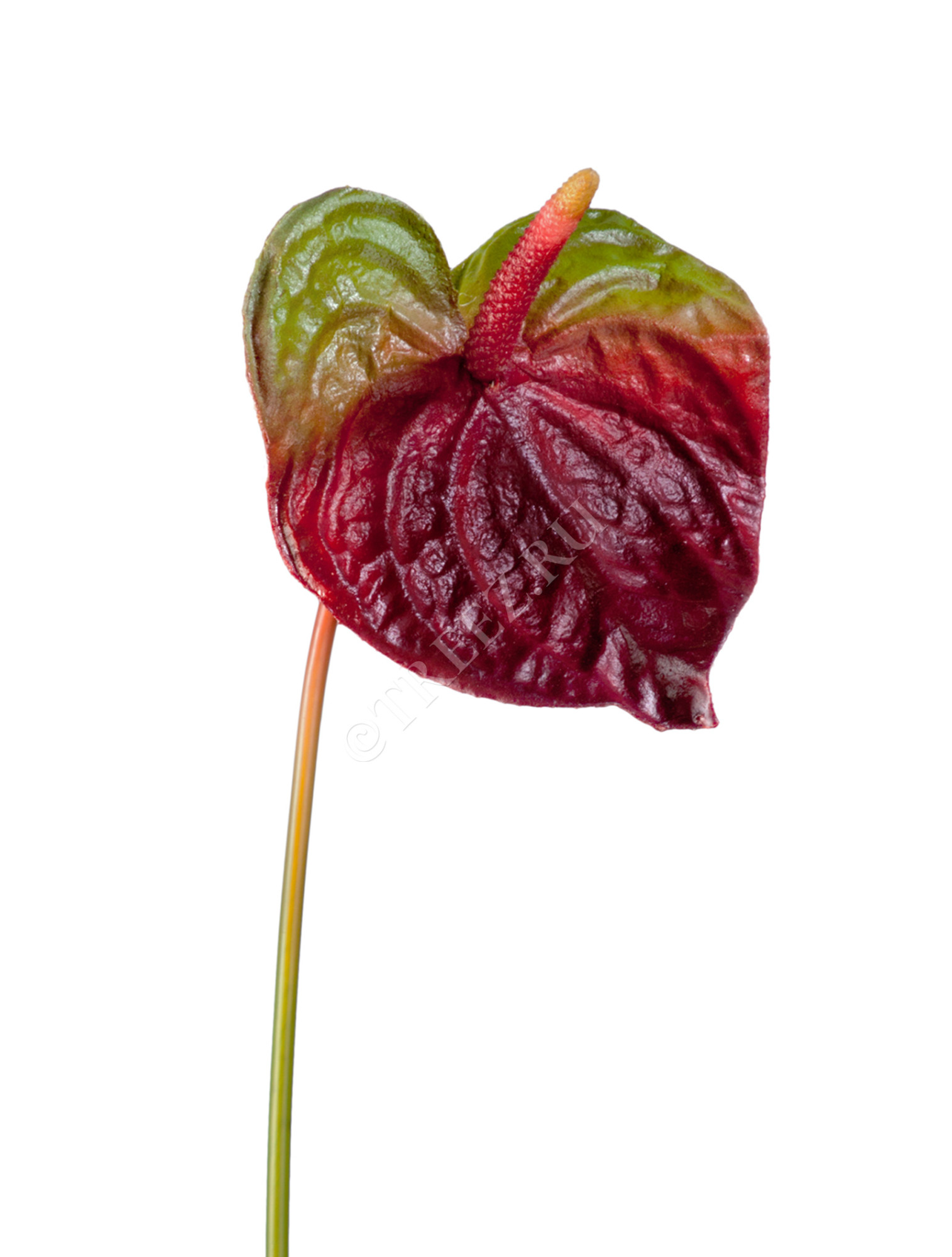 30.03070039/2 Антуриум бордово-зелёный Цветочная коллекция 