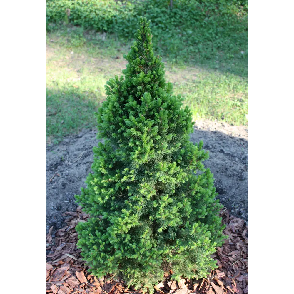 Ель сизая Десембер ø15 h55 см 84834205 STLM-2074650 PLANTMARKET 