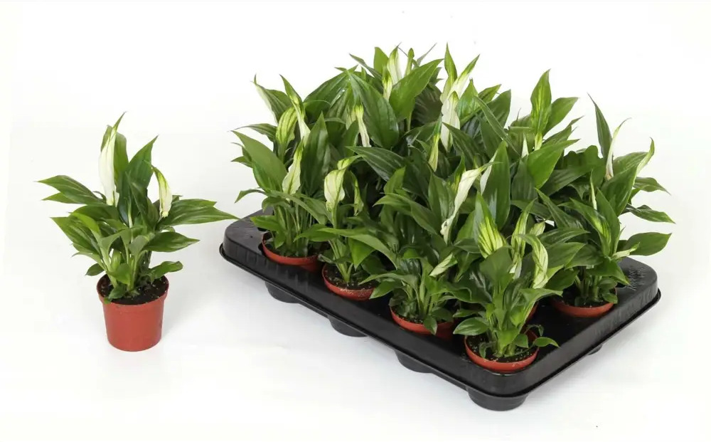 Santreyd Спатифиллум вариегатный — изысканное комнатное растение с бело-зелеными листьями 89356067