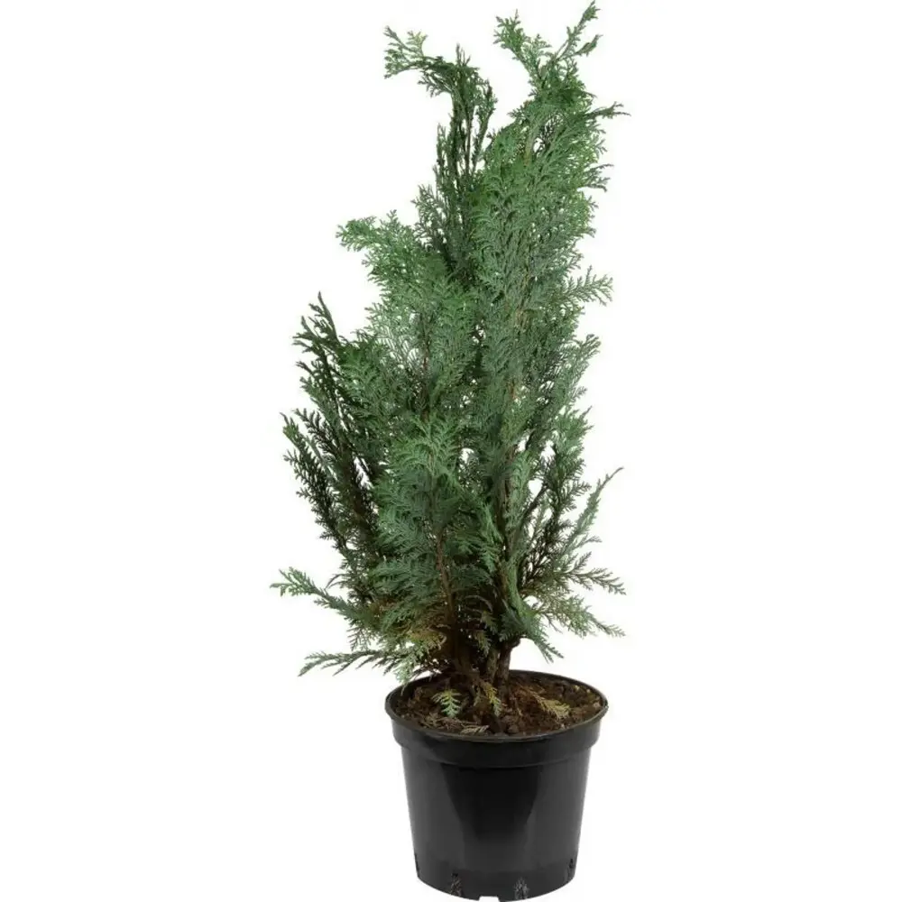 Кипарисовик Лавсона Колумнарис ø11 h20 - 25 см 87691138 STLM-2139233 PLANTMARKET 