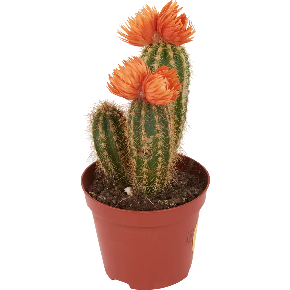 Santreyd: Композиция кактусов в элегантном шоубоксе 84348653 STLM-0048765