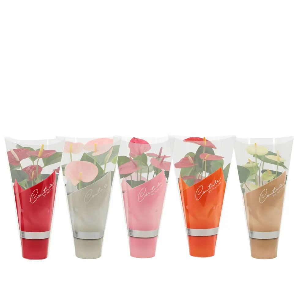 Антуриум микс ø9 h30 см Santreyd STLM-2071710