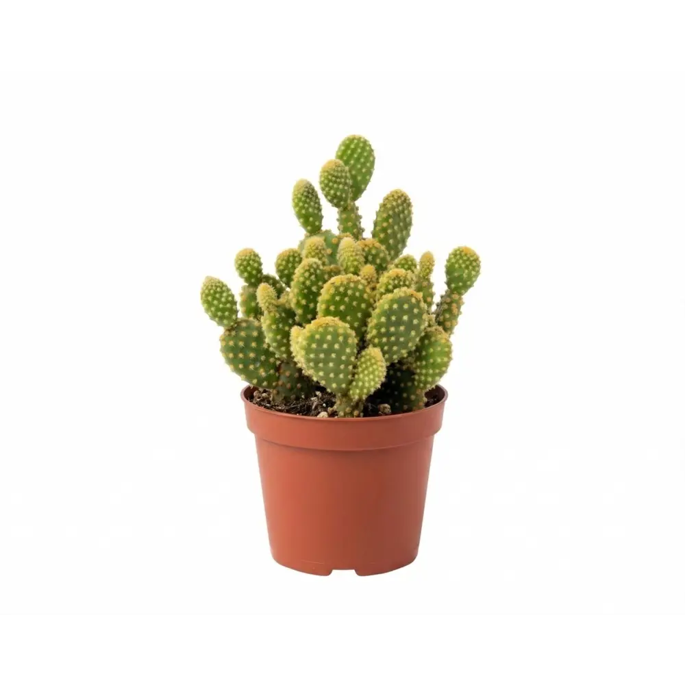 Кактус микс ø9 h10 см Santreyd STLM-2000513