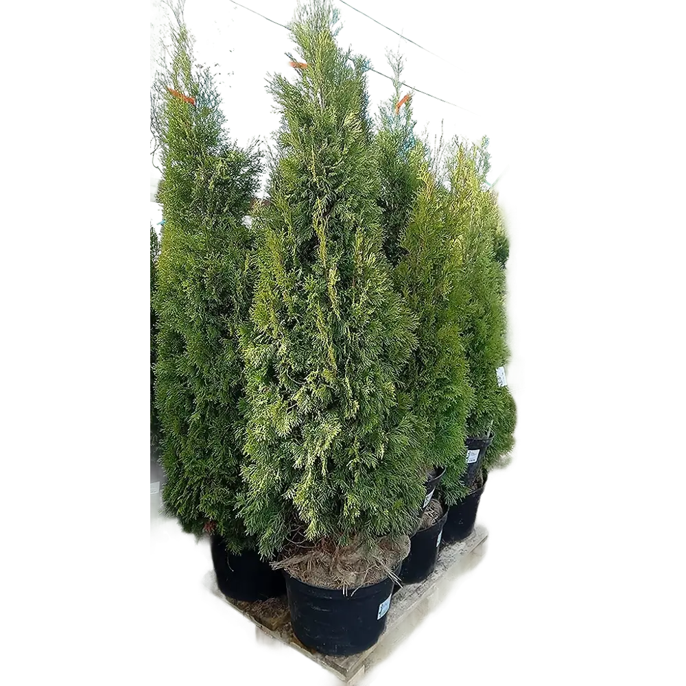 Туя западная Смарагд ø40 h100 - 120 см PLANTMARKET STLM-2034385