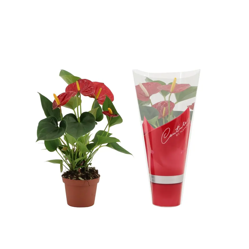 Антуриум Даймонд Рэд красный - цветущее комнатное растение в горшке ø9 см 89434669 Santreyd STLM-1584998