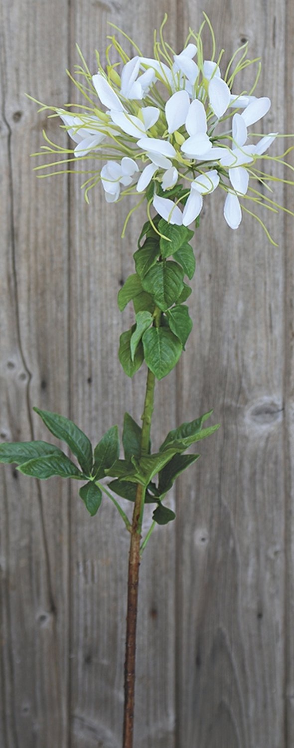 2758 778 a3 Искусственный цветок паука (клеом), 85 см, бежево-белый H-andreas  - Вид №4